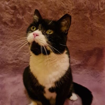 Hi! I am Ada, an European shorthair from Poland 🇵🇱. Just a normal cat 🐈 living everyday life with her family.
Welcome to my little world!