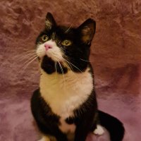 Ada The Cat With A Broken Tooth - @AdaTheCatWithA1 Twitter Profile Photo
