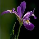 Iris Small - @irissmall - Twitter