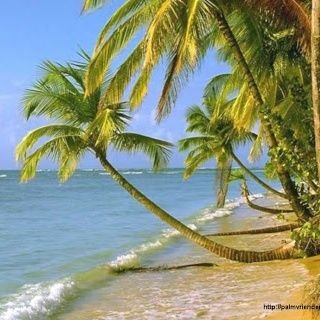 born in the continent🌍
heart in the islands🏝
roots deep in the ground🌲
head to the skies✨