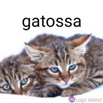 Ayudar a gatos abandonados