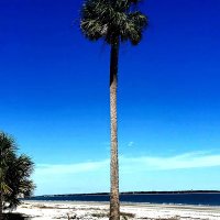PalmsAndPines (@pines_palms) 's Twitter Profile