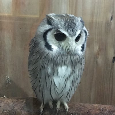 whateverwillbe1's profile picture. 20↑/飲食用にアカウント分けました→@YukiGohanInfo