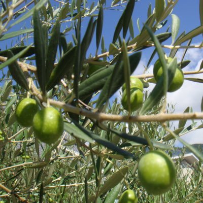 zukki_0102's profile picture. 大阪大学M2/大阪大学クイズ研究会（OUQS）31期/QoA/麻雀/Ron of 2022-2023チャンピオン大会🥈