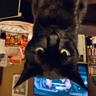 Amvaughan1972's profile picture. Marley is my cat!❤️🐾 I watch too much tv. 🤷🏼‍♀️I love the beach!😉Gwen Stefani...is...awesome😃 Help me…I’m unemployed! need a job! 🙂