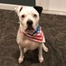 Susan Balogh (@susanbalogh2) Twitter profile photo Susan Balogh (@susanbalogh2) Twitter profile photo