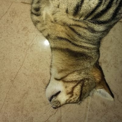 Julieta59918098's profile picture. 