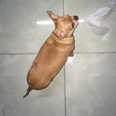 NgaNhi8's profile picture. K4JRPV6U  PJP6V5YT