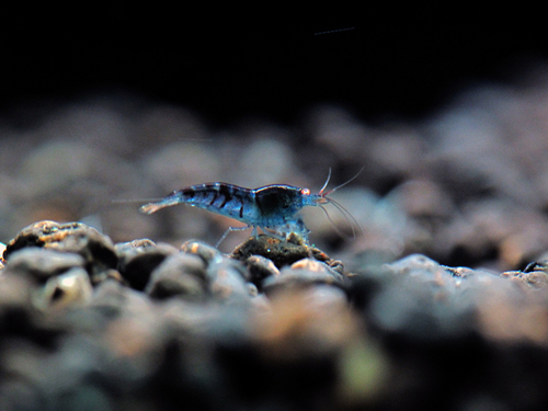 AhhhChann's profile picture. 