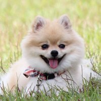 素人 (@tadanoguchidap) 's Twitter Profile