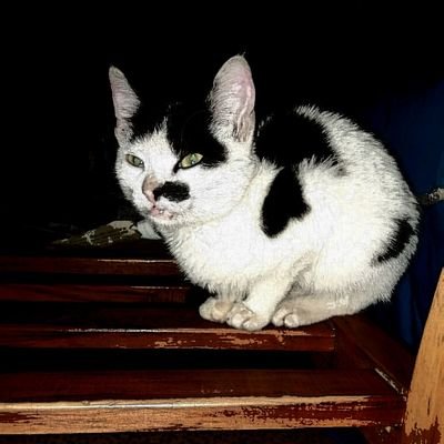 steve_njane's profile picture. keeping the simplicity