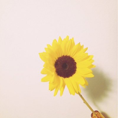 かぷちーのさんのプロフィール画像