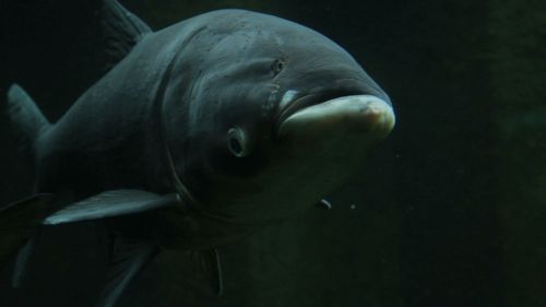 MakingWaves_doc's profile picture. Making Waves: Battle for the Great Lakes is a non-profit documentary about the effects of aquatic invasive species in the Great Lakes.