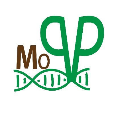 Molecular Plant Physiology (MoPP) @UniFreiburg
MoPP is a cluster of PIs, post-docs, PhD candidates, and students, working as a versatile team