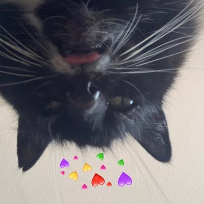 mikeysillusion's profile picture. lol ok