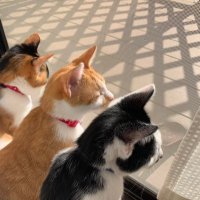 🐱さんきょうだい日記🐱 (@rasuosekoha) 's Twitter Profile