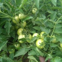 Mukudzvova Farm Produce (@mukuvarikaroi) 's Twitter Profile Photo Mukudzvova Farm Produce (@mukuvarikaroi) 's Twitter Profile Photo