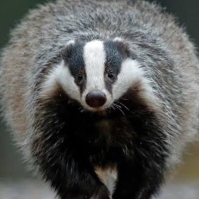 inugaminosukune's profile picture. 英語長く勉強してます(フィリピンに半年語学留学) 勉強で英語呟きしますがスカしてるわけじゃないです 仕事で動画編集してます たまにサバゲやります I have studied English for ages and edit videos for work. I often play airsoft.