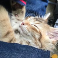 Maximo (@maximo62393808) 's Twitter Profile