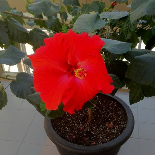 mtgmishanda's profile picture. 