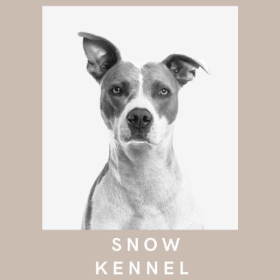 I am a breeder from past 5 years.
All variety of puppies available for sale. Genuine quality, show quality puppies with and without KCI registration.