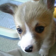 gyokuto_moon's profile picture. 2020年7 月に胃粘膜下腫瘍(gist)の為、噴門側胃切除。再発高リスク。白血球低下の為グリベック1錠のみで3年服用後、現在は経過観察中。再発しないようゆるい生活を目指してます。現在父要介護4母胃がんステ4のW介護中。