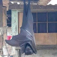 Be nav Ez U Tu nevi yen Guti yan (@u_benav) Twitter profile photo