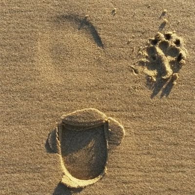 MistyFl60439423's profile picture. I am Charlie, a Dogs Trust rescue dog, just finding my way in this scary world without my canine sister, mentor & best friend, Misty.