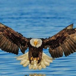 hartman62's profile picture. Proud to be born in the USA  And  glad I am free to worship Jesus Christ
Love God, my Family and our Country 
🚫List 🚫Porn🚫DM means no Direct message