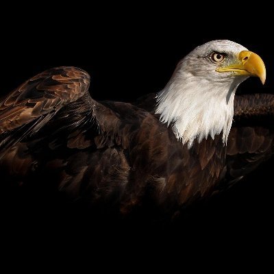 AdmianV's profile picture. freedom
