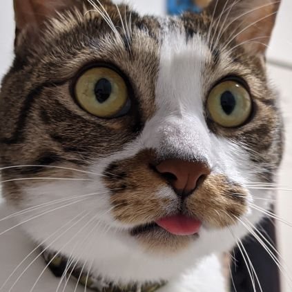 bbabba4's profile picture. べ