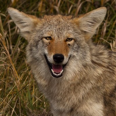 Horny_Coyote's profile picture. 