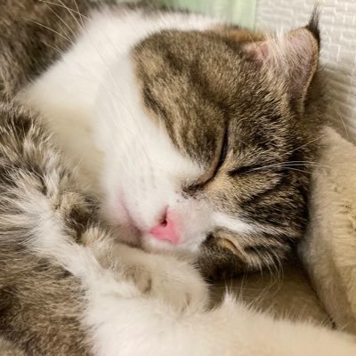 shunsukeaki's profile picture. 