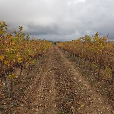 antonvinum's profile picture. fart de ninots