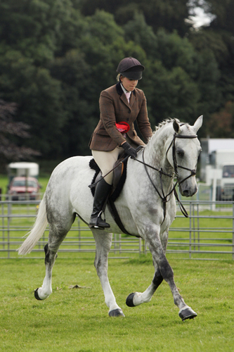 ScotsHorseShow's profile picture. The Scottish Horse Show is a equestrian show with 100 showing classes for a variety of breeds and disciplines. Many HOYS Qualifiers!
