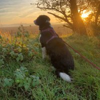 Ray Pond (@raypond) 's Twitter Profile