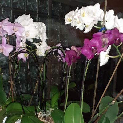 Sema78332089's profile picture. 