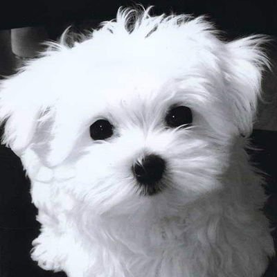 Cute Maltese Puppies For Sale