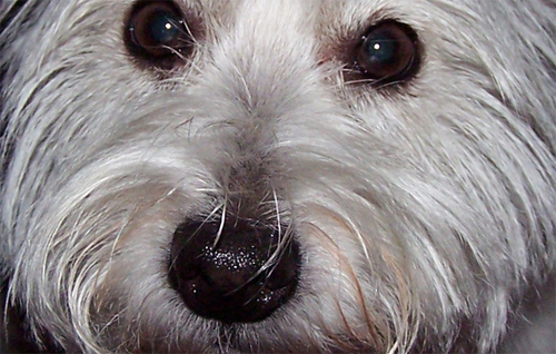 mdenunzio's profile picture. Proud mom of an FDNY firefighter; Daughter of Italian immigrants; Queens NY native; Mother of Rescued Westies; CUNY MBA; Happily retired.