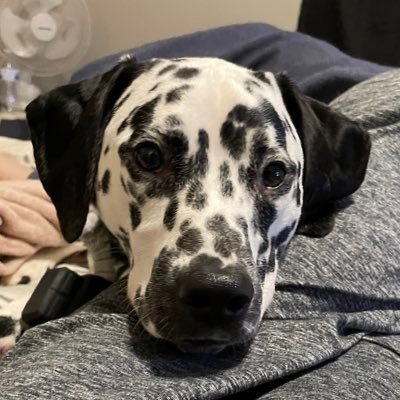 aminadowney's profile picture. 