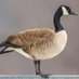 Canada Goose eh (@migu38t) Twitter profile photo Canada Goose eh (@migu38t) Twitter profile photo