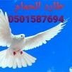 ‏‏‏‏‏‏تركيب شبك حمام تركيب طارد الحمام والطيور مكافحة الحمام والطيور باجود انواع الاشواك واجود انواع الشبك والتخلاص من فضلات الحمام https://t.co/elr68iGZ2M