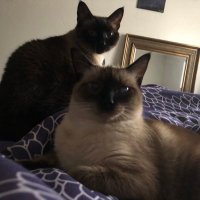 Coffee and Muffin the Meezers(@SporklessHiker) 's Twitter Profile Photo