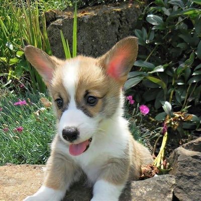 corgi_usa's profile picture. Healthy corgi puppies available 
We offer home deliveries
We offer world wide shipping 
Delivery security 
WhatsApp +15129203784