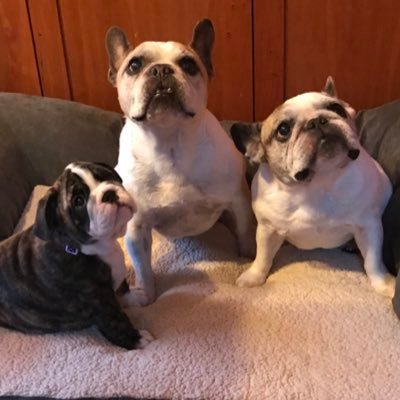 csmarcoules's profile picture. 