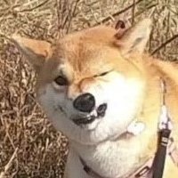 柴犬ちびまる子さんのプロフィール画像