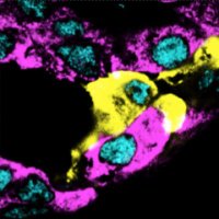 Simona Chera (@chera_lab) 's Twitter Profile