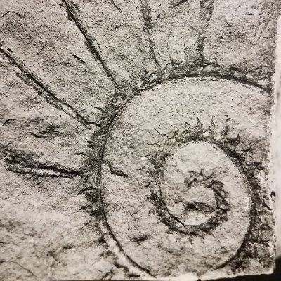 Specimen digitization project at @ucmpberkeley, focused on Cambrian and Ordovician invertebrates and their associated archival material. Funded by @US_IMLS.