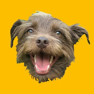 ✨CEO of Terrier Tude✨ A Rescue Story, as Told by Bastian 🐶🗯 #talkingdog #fluentpet