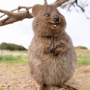 iaos310's profile picture. 